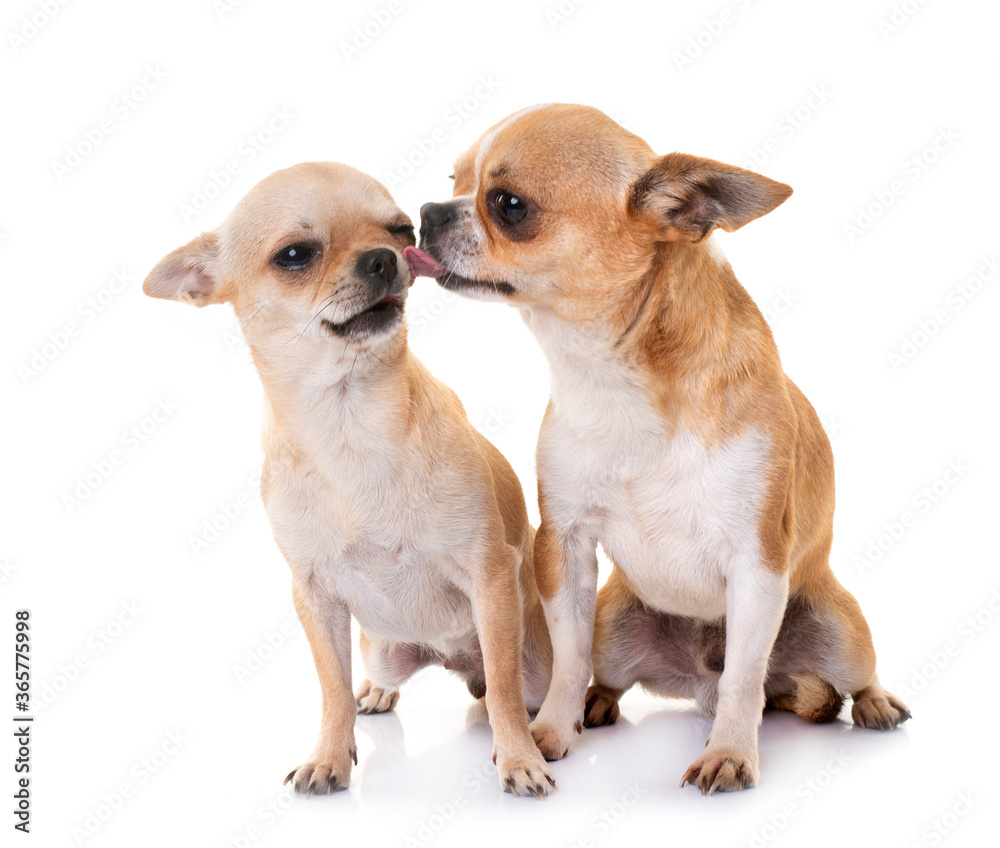 Obraz premium chihuahuas in studio