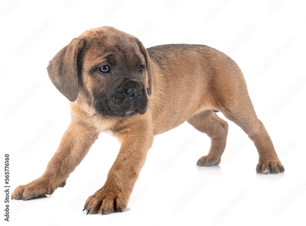 Obraz premium puppy cane corso