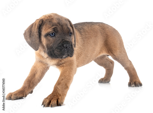 puppy cane corso