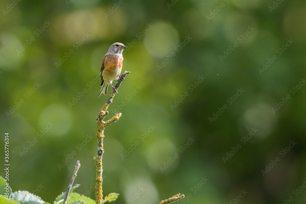 Common linnet (Carduelis cannabina)