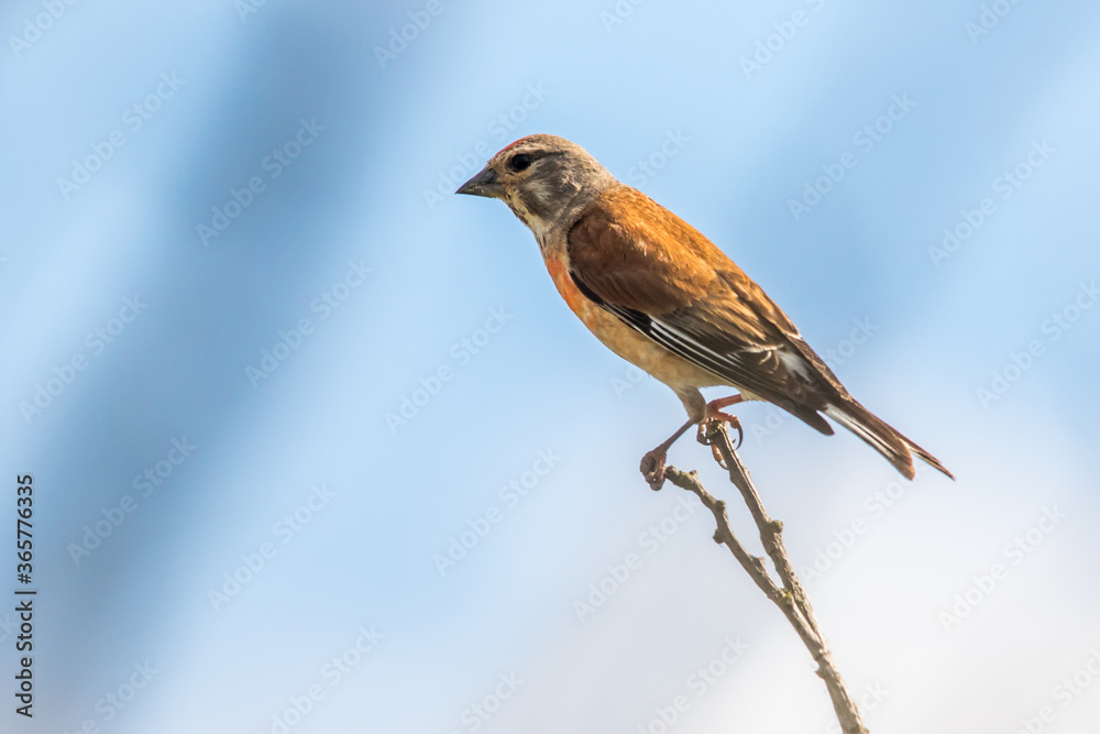 Common linnet (Carduelis cannabina)