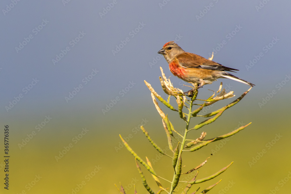 Common linnet (Carduelis cannabina)