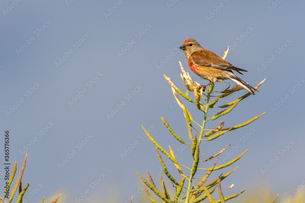 Common linnet (Carduelis cannabina)