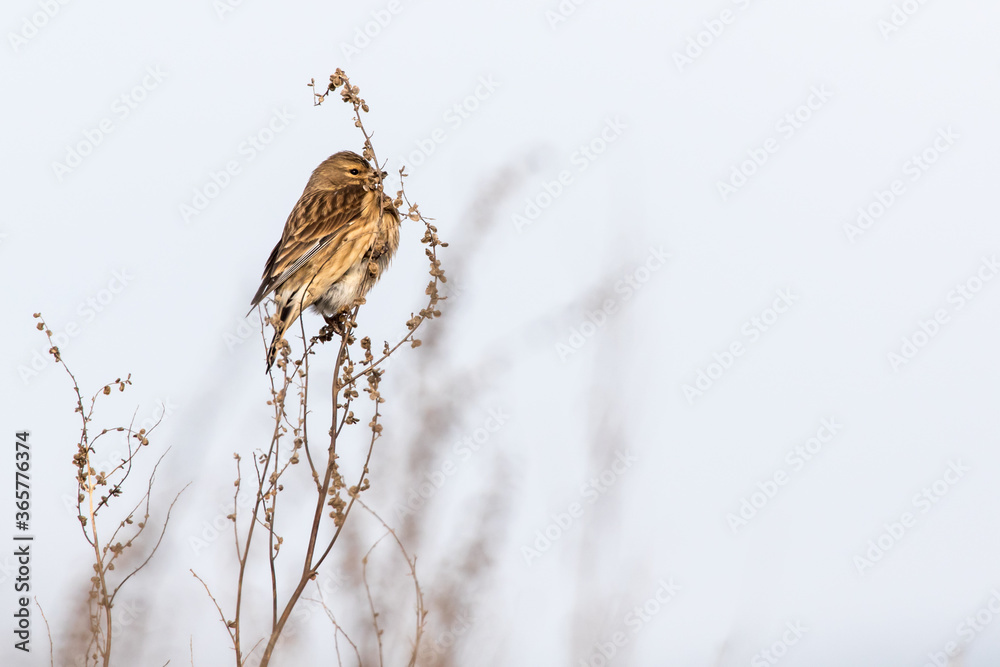 Common linnet (Carduelis cannabina)
