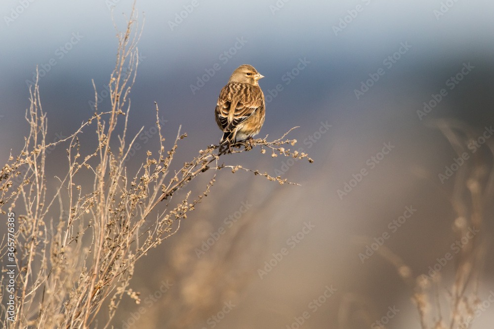 Common linnet (Carduelis cannabina)