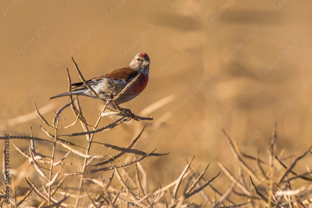 Common linnet (Carduelis cannabina)
