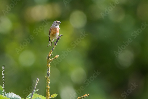 Obraz na płótnie Common linnet (Carduelis cannabina) w salonie