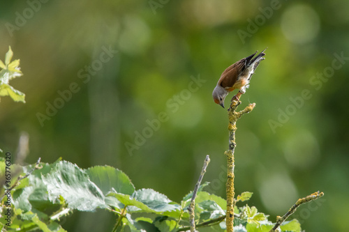 Obraz na płótnie Common linnet (Carduelis cannabina) w salonie