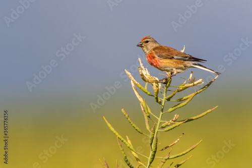 Obraz na płótnie Common linnet (Carduelis cannabina) w salonie