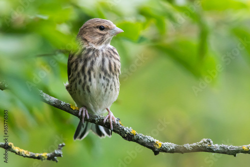 Common linnet (Carduelis cannabina)