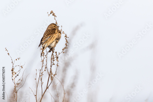 Obraz na płótnie Common linnet (Carduelis cannabina) w salonie