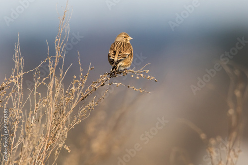 Obraz na płótnie Common linnet (Carduelis cannabina) w salonie