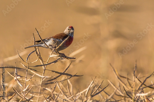 Obraz na płótnie Common linnet (Carduelis cannabina) w salonie