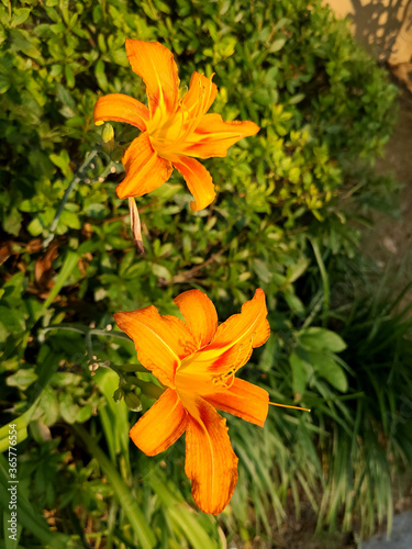 orange Lily flowers in the garden