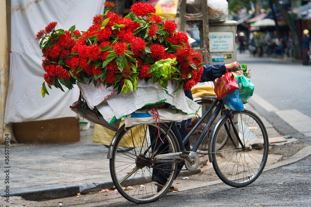 Vietnamese lady flower seller in the old quarter of Hanoi, selling red flowers from the back of her bicycle. Vietnam