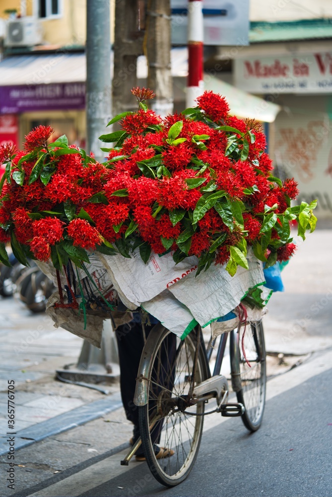 Vietnamese lady flower seller in the old quarter of Hanoi, selling red flowers from the back of her bicycle. Vietnam
