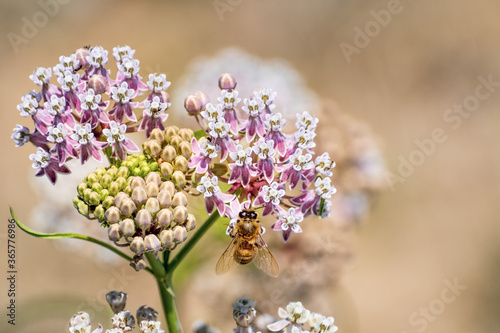 Close up of Narrow leaf milkweed (Asclepias fascicularis) blooming in summer; honey bee visible pollinating one of the flowers; San Francisco bay area, California photo