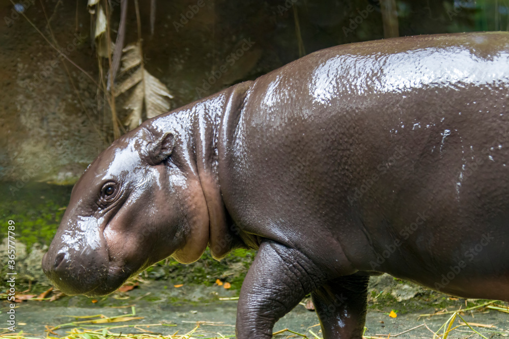 The pygmy hippopotamus (Choeropsis liberiensis or Hexaprotodon liberiensis) is a small hippopotamid which is native to the forests and swamps of West Africa. The pygmy hippopotamus (Choeropsis liberiensis or Hexaprotodon liberiensis) is a small hippopotamid which is native to the forests and swamps of West Africa.