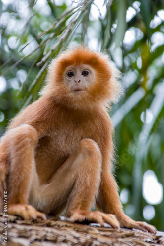 The Javan lutung (Trachypithecus auratus) closeup image,  also known as the ebony lutung and Javan langur, is an Old World monkey from the Colobinae subfamily
