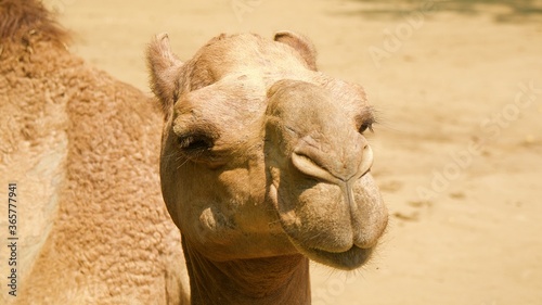 Close up camel. Close camel face.