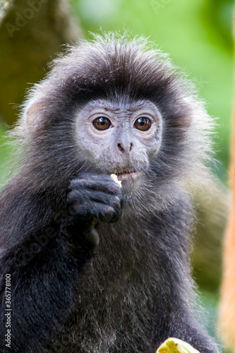 The Javan lutung  Trachypithecus auratus  closeup image   also known as the ebony lutung and Javan langur  is an Old World monkey from the Colobinae subfamily