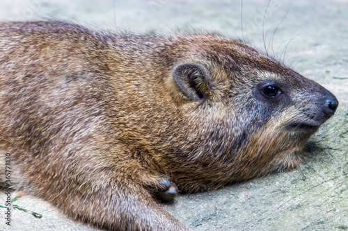 a Rock hyrax stands alone.
it is a medium-sized terrestrial mammal native to Africa and the Middle East.
The rock hyrax is found at elevations up to 4,200 metres in habitats with rock crevices  photo