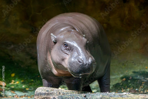 Фотография The pygmy hippopotamus (Choeropsis liberiensis or Hexaprotodon liberiensis) is a small hippopotamid which is native to the forests and swamps of West Africa