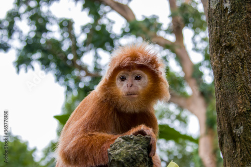 The Javan lutung (Trachypithecus auratus) closeup image,  also known as the ebony lutung and Javan langur, is an Old World monkey from the Colobinae subfamily