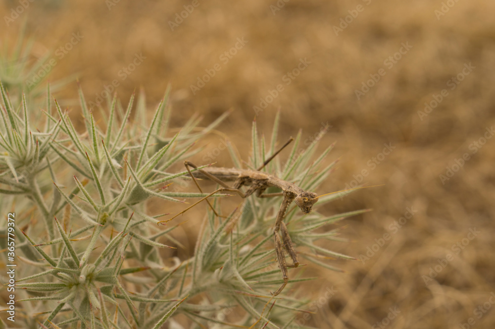 The gray praying mantis lurks in the grass, It hunts for insects. The gray praying mantis lurks in the grass, It hunts for insects.