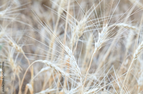wheat ears in the summer field