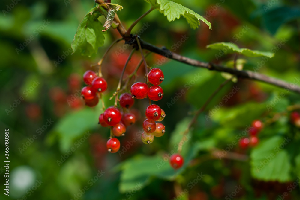 Branch of ripe red currant berries in a garden