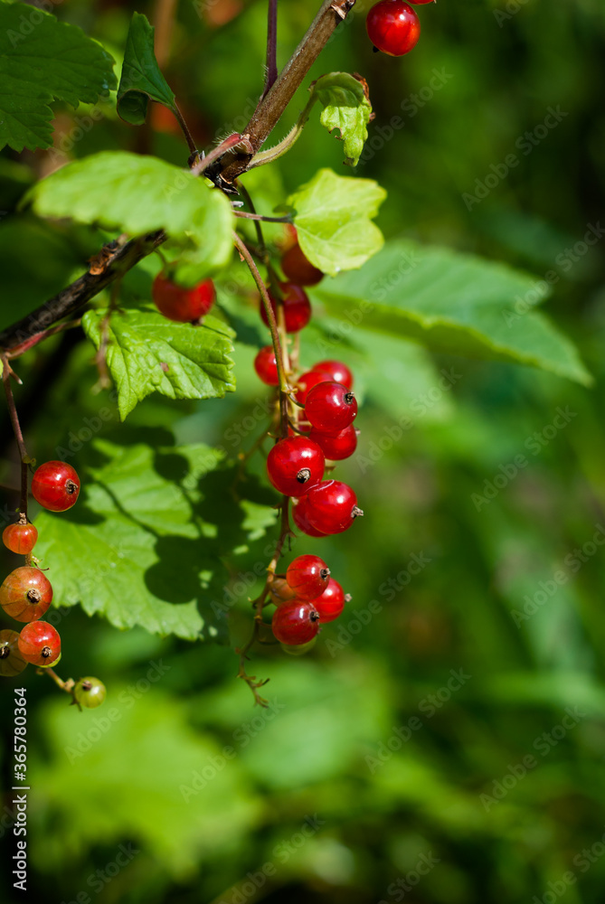 Branch of ripe red currant berries in a garden
