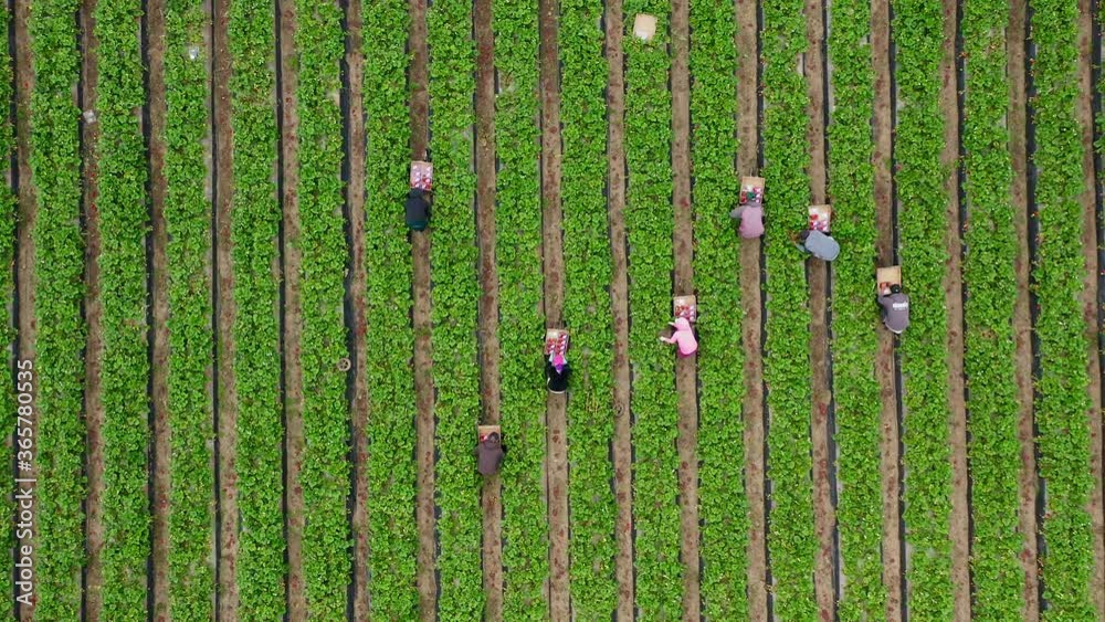 4K overhead view of people running by the green strawberry field to load the truck. Cinematic food business background for agriculture industry. Beautiful view on a green fruit farm in summer, USA
