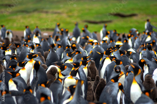 king penguin colony in Falkland islands