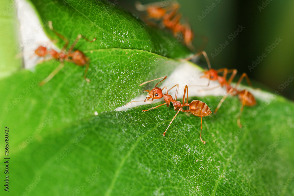 Close up group red ant on stick tree in nature at thailand Close up group red ant on stick tree in nature at thailand
