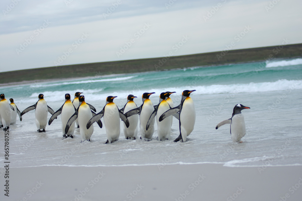 Obraz premium King penguin enjoying their beach 