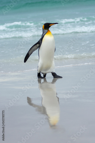 King penguin enjoying their beach 
