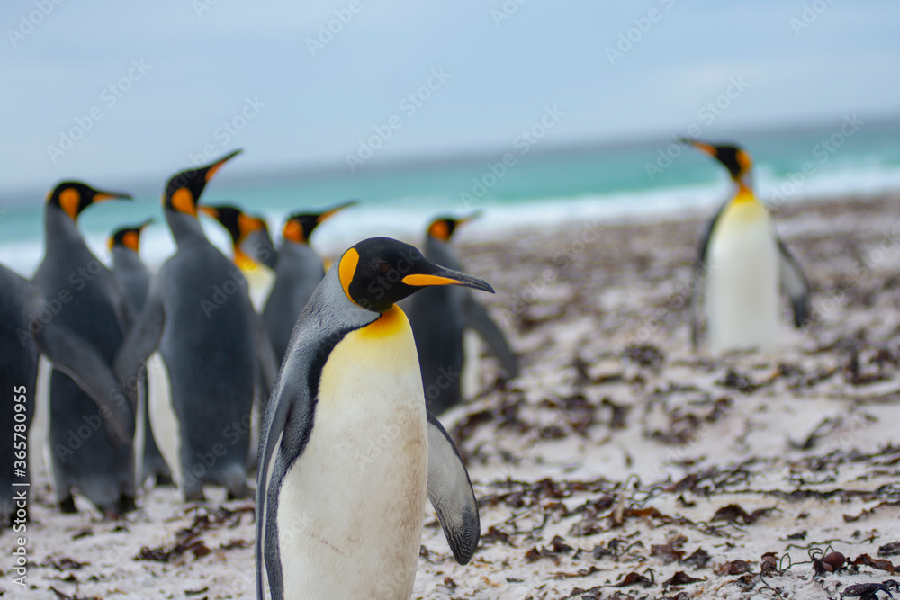 Fototapeta premium King penguin enjoying their beach 