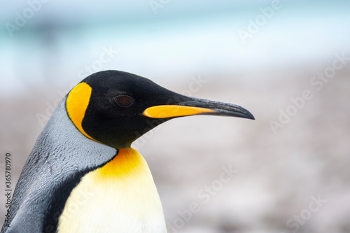 King penguin close up portraits 