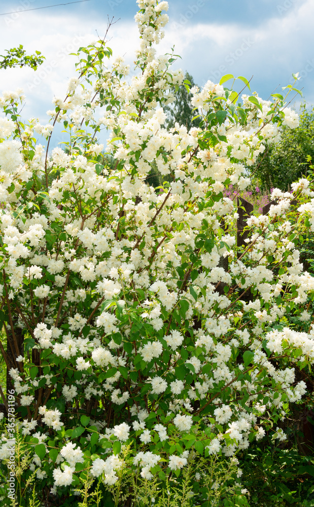 A beautiful white Jasmine bloomed in the garden. A beautiful white Jasmine bloomed in the garden.