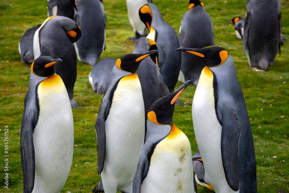 Fototapeta premium King penguin enjoying summertime in their natural habitat