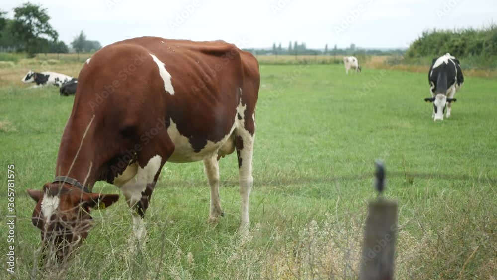 Cows grazing in the grass field, real time 4K Cows grazing in the grass field, real time 4K