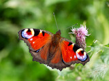 A colourful Peacock butterfly on a purple thistle head