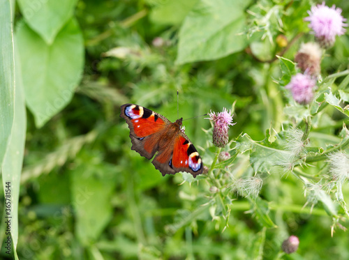A colourful Peacock butterfly on a flower