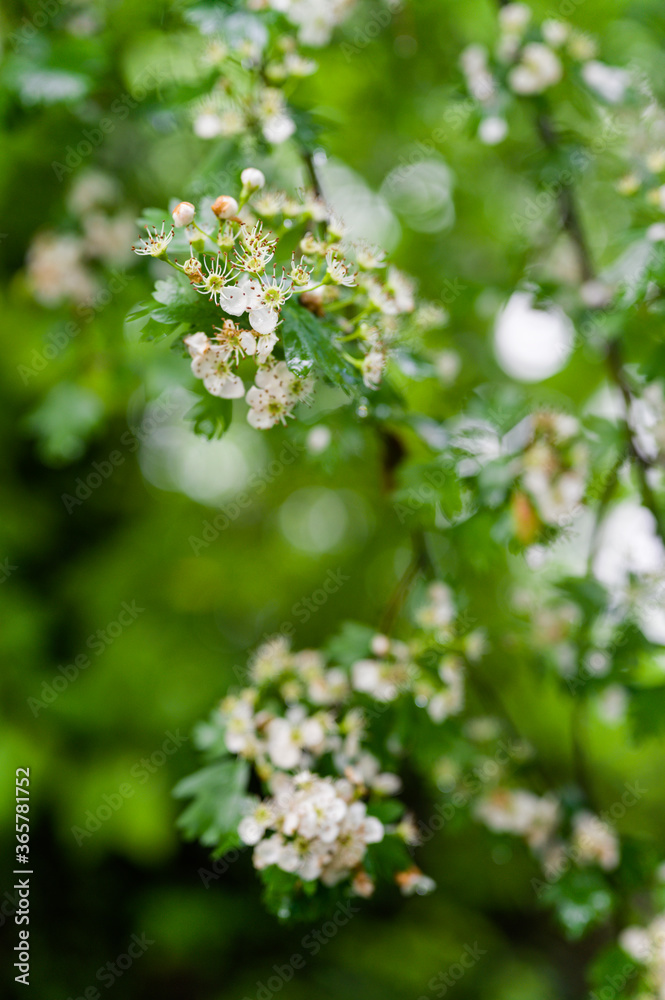 Hawthorn flowers on branches with green leaves. Hawthorn flowers on branches with green leaves.