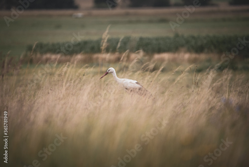 Stork © Matthias