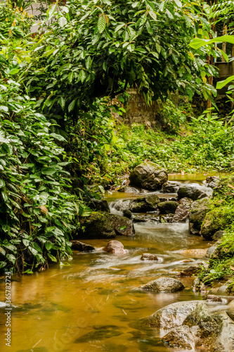 Small stream flowing through rainforest.