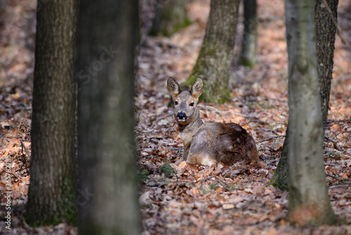 European Roe Deer - Capreolus capreolus  common deer from European forests  woodlands and meadows  Czech Republic.