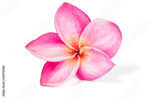 Single Pink frangipani flowers or plumeria on white background , isolated