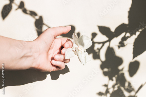 female hand with a dry white flower and a shadow from the leaves.